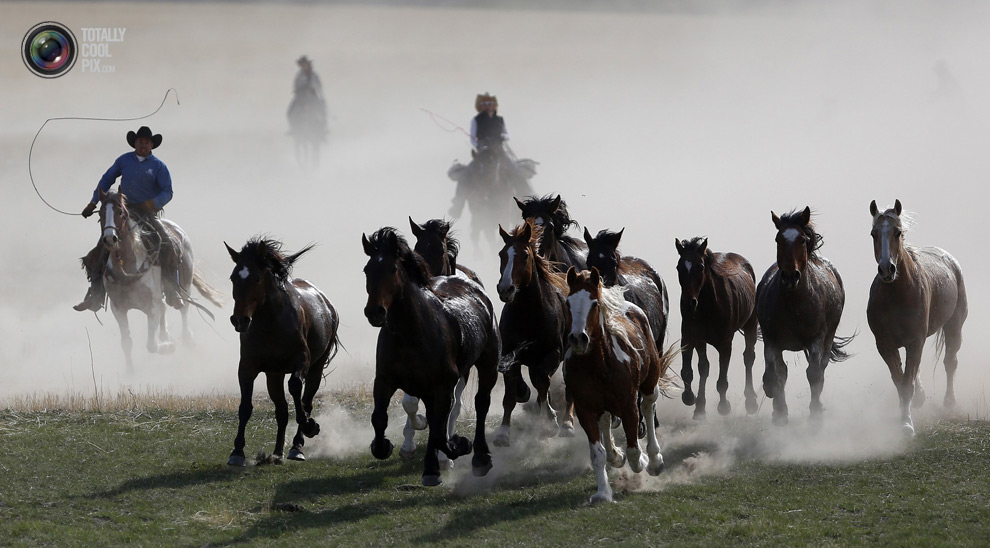 Перегон лошадей в Монтане