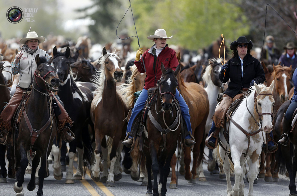 Перегон лошадей в Монтане