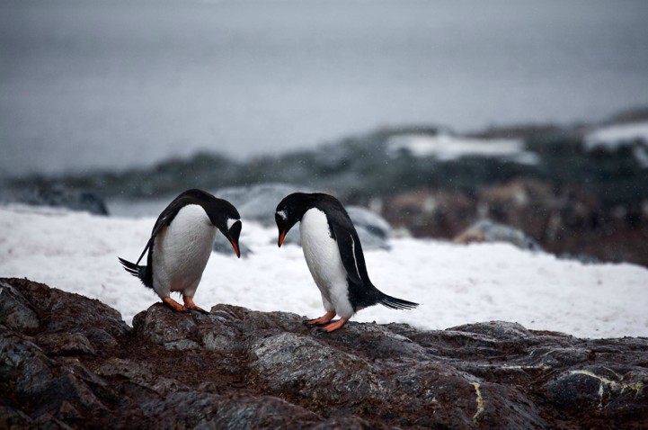 Пингвинья жизнь. (Camille Seaman)