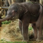 Новорожденный слоненок в Берлинском зоопарке