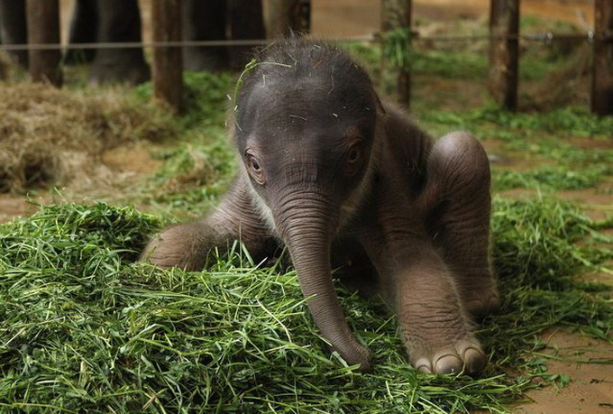 Новорожденный слоненок