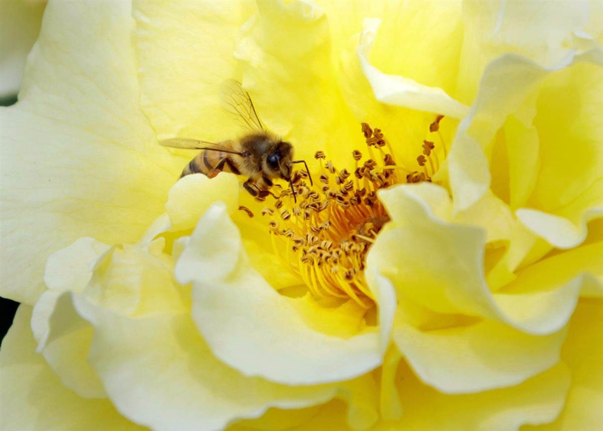 Пчела на Розе