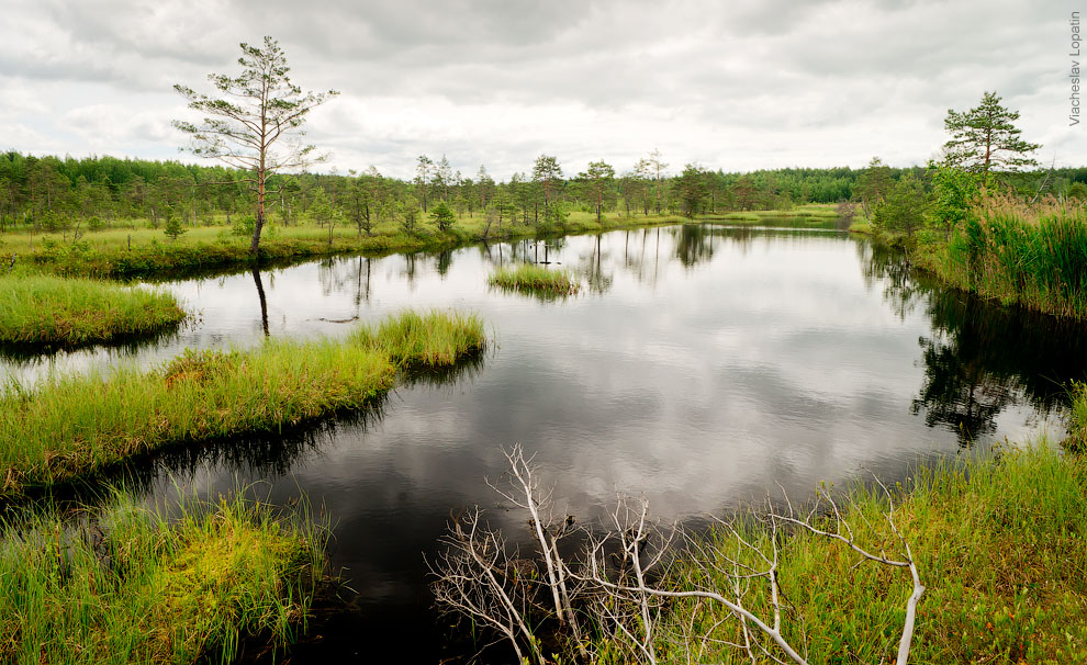 Беклемишевское болото 