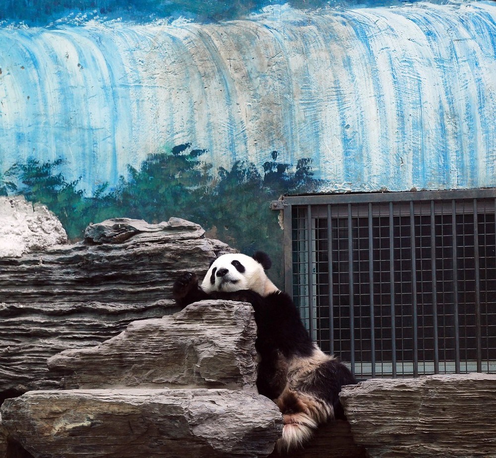 Большие панды в Пекинском зоопарке
