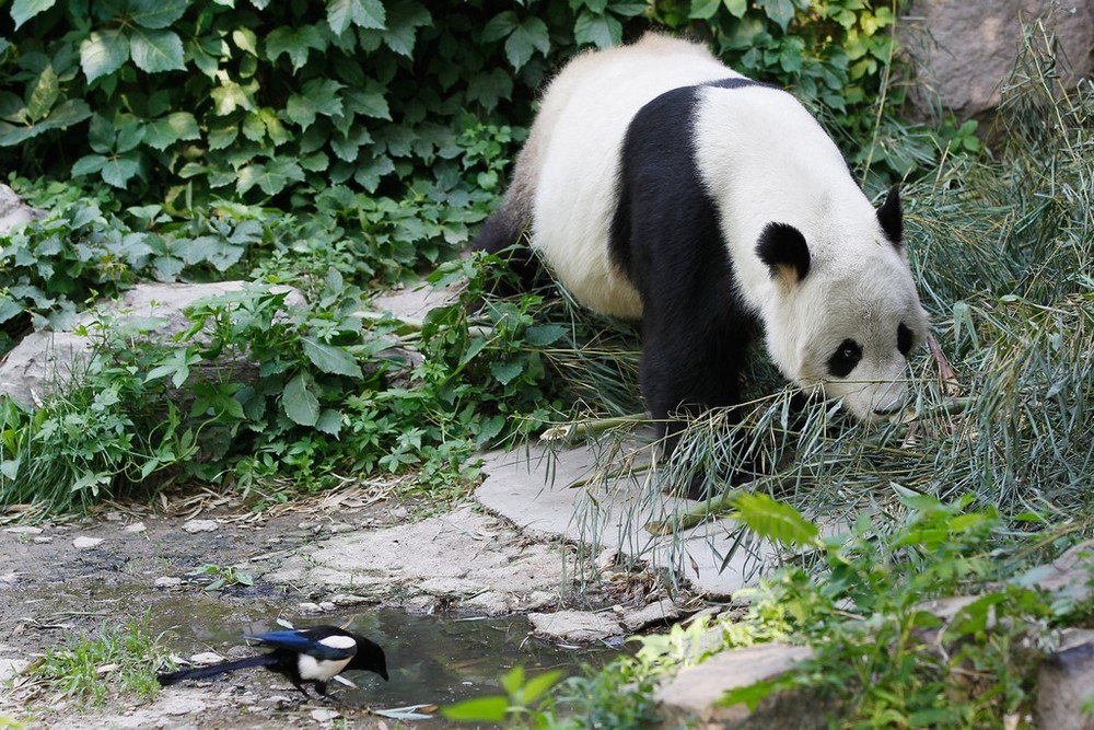 Большие панды в Пекинском зоопарке