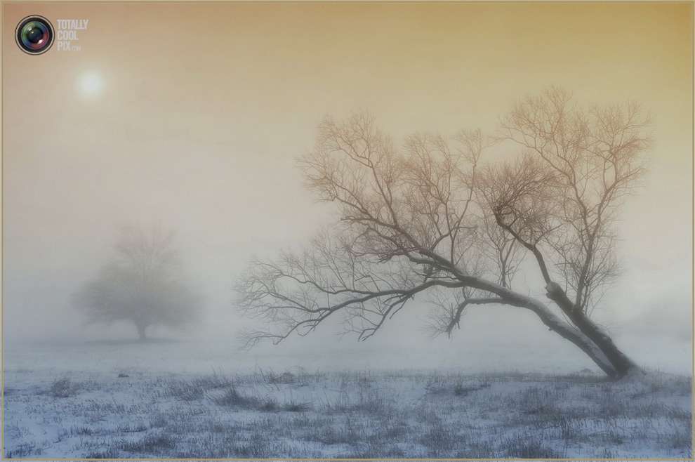 Дерево в тумане