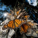 Миграция бабочек–монархов