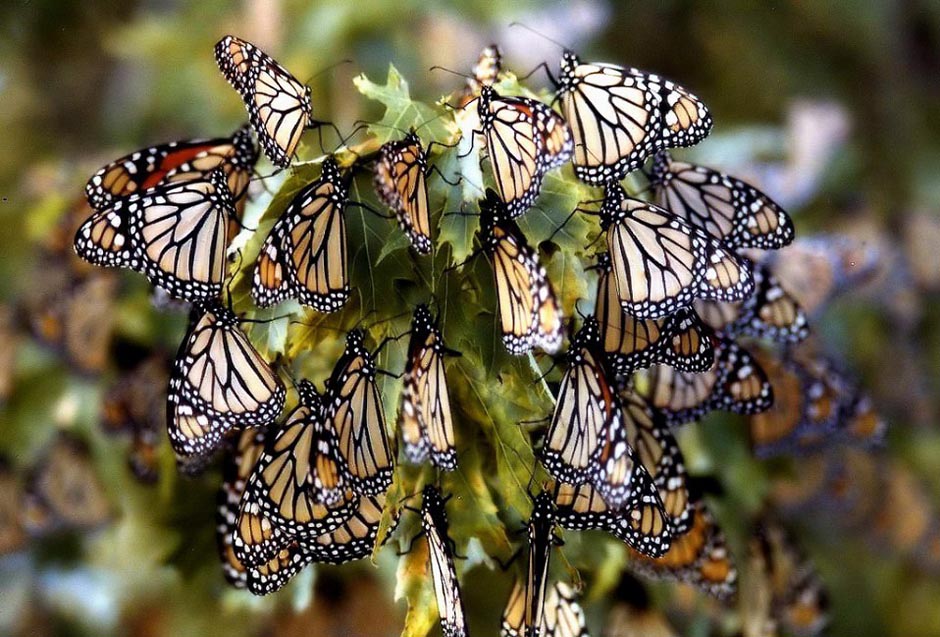 Миграция бабочек-монархов