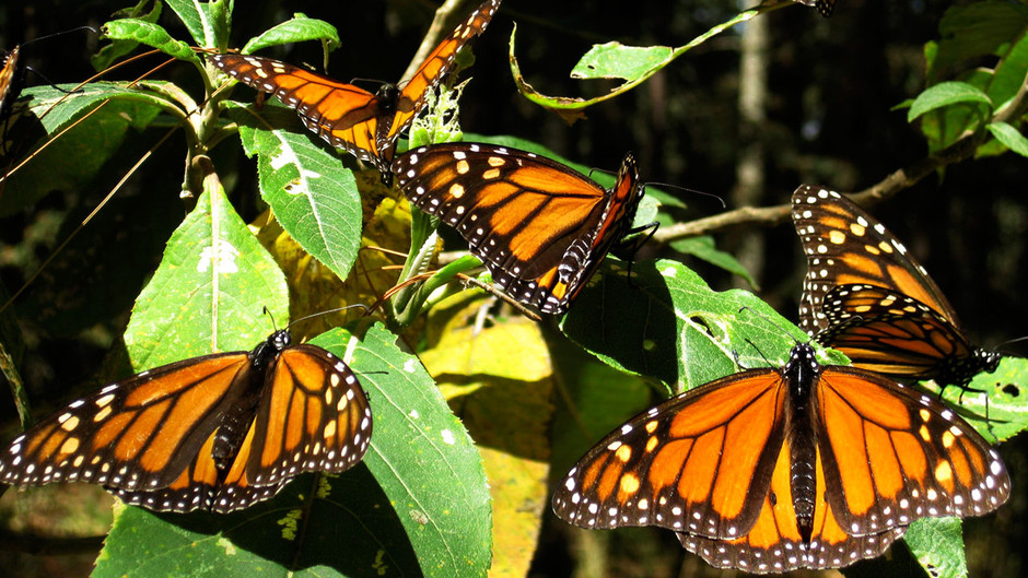 Миграция бабочек-монархов