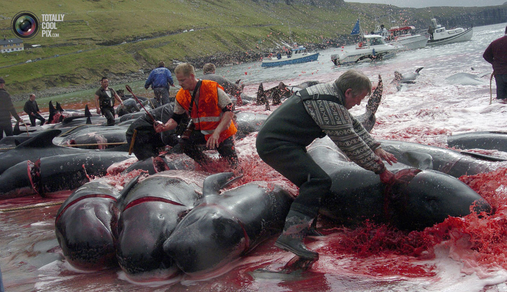 Убийство гринд на Фарерских островах