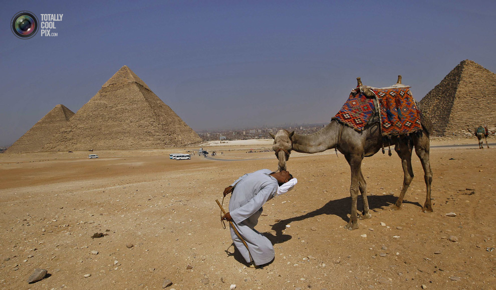 Верблюд возле пирамид