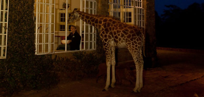 Отель "Поместье жирафа"