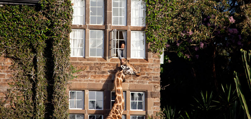 Отель "Поместье жирафа"