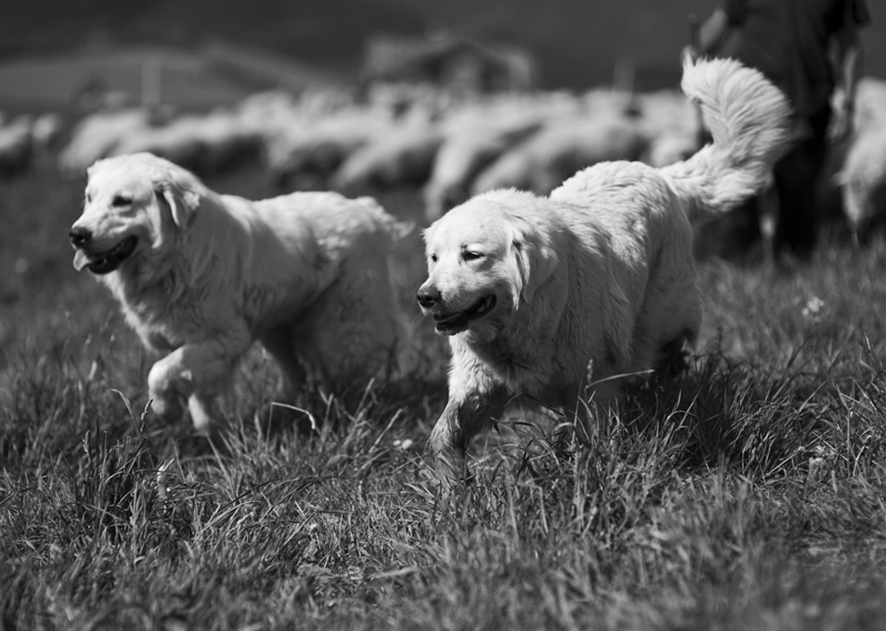 Собаки-пастухи