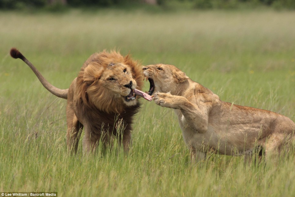 Разборки в львином семействе