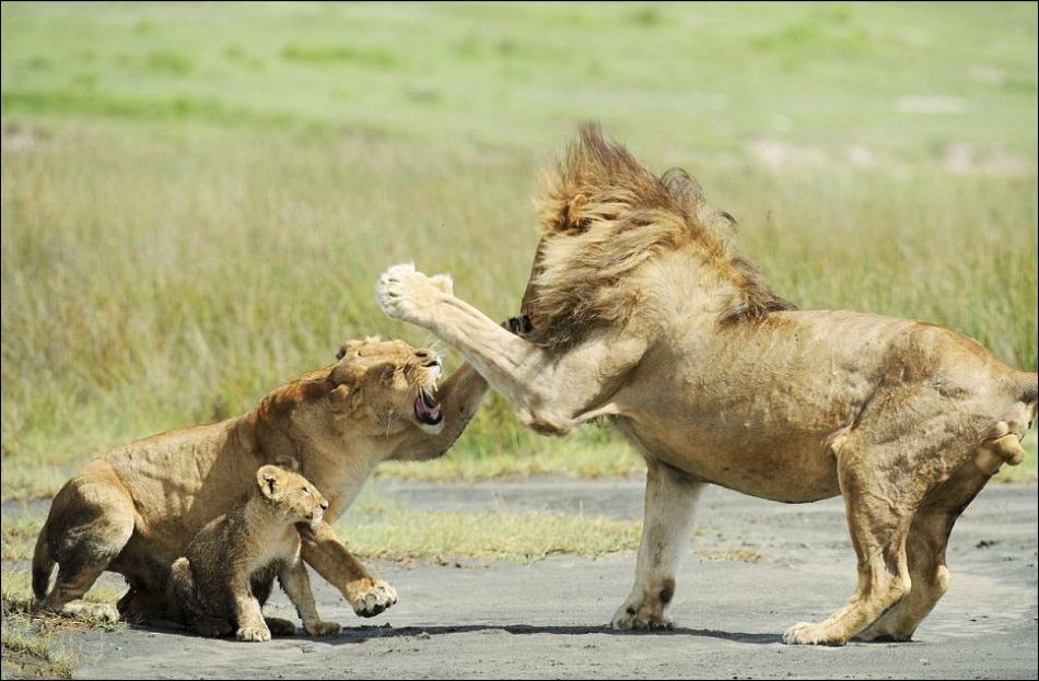 Разборки в львином семействе