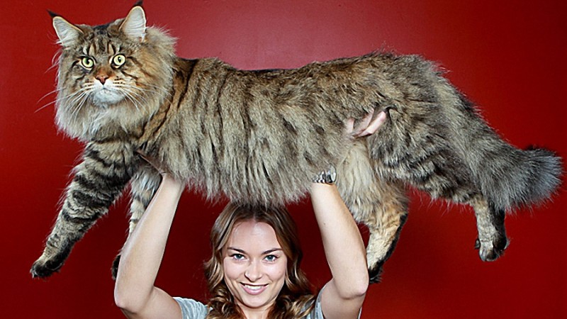 Самый большой кот