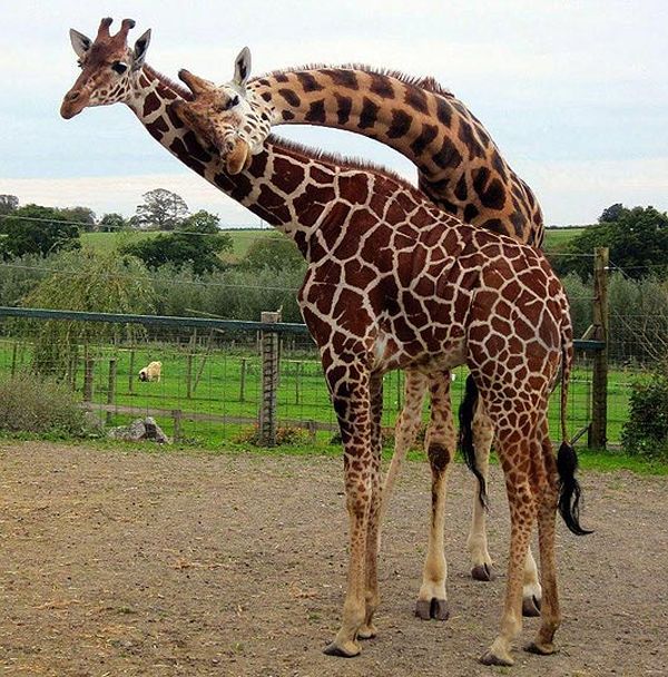 Жирафенок в зоопарке Бристоля