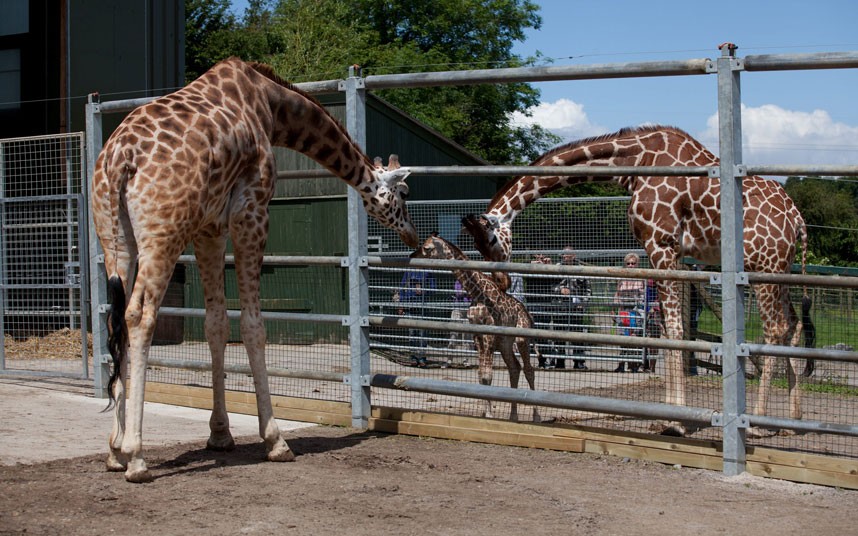 Жирафенок в зоопарке Бристоля