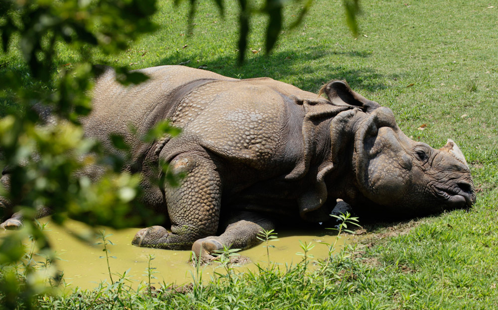 Носорог лежит в грязи