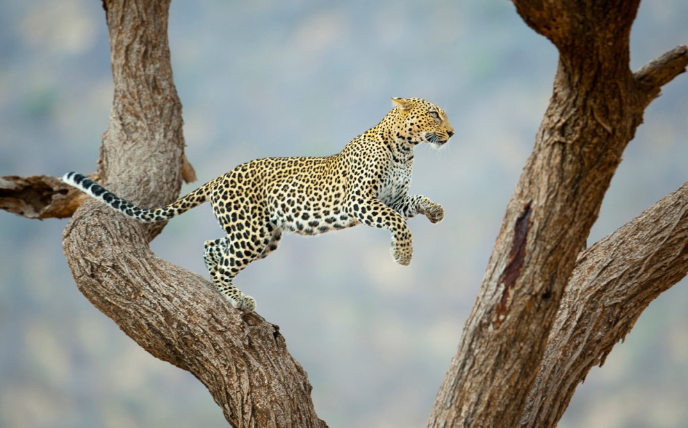 Африканский леопард 