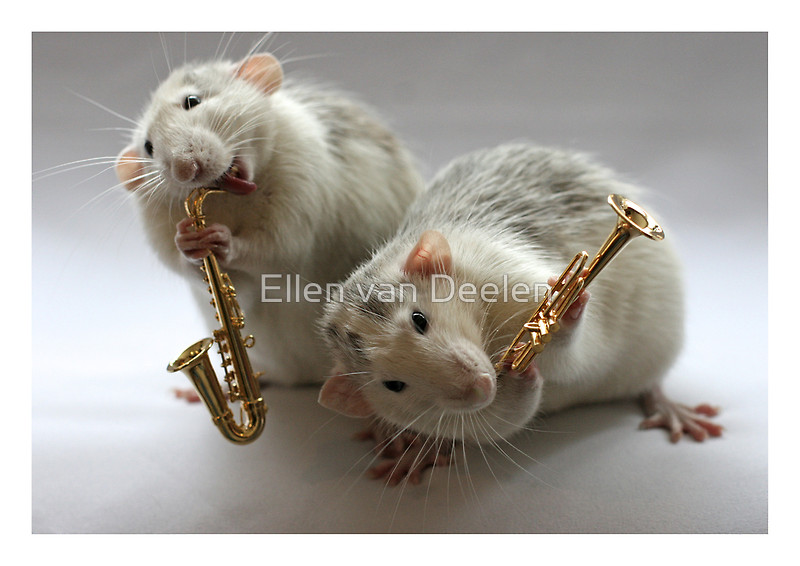 Крысы-музыканты