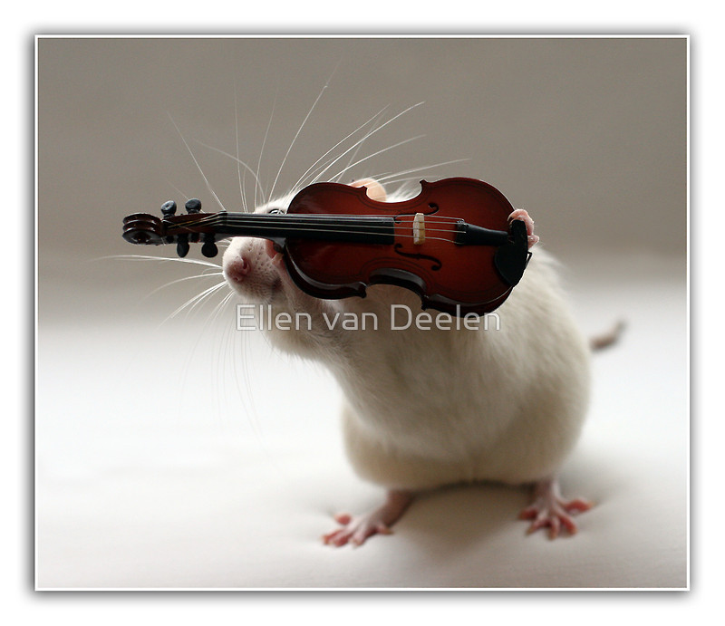 Крысы-музыканты