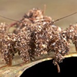 Мимикрия у насекомых и пауков