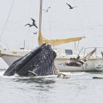 Горбатые киты у побережья Калифорнии