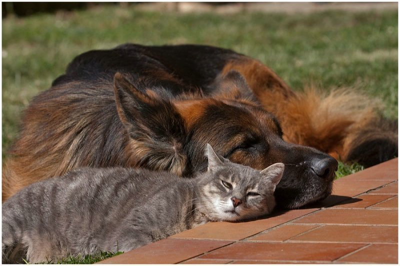 Дружба кошки и собаки