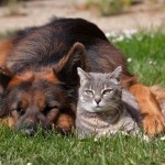 Кошка и собака: неразлучные друзья