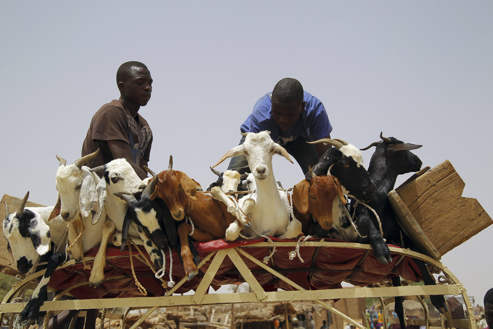 Скотный рынок в Африке