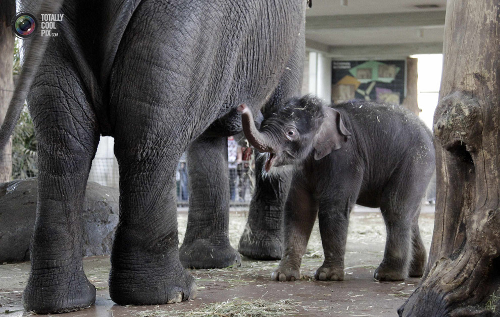 Новорожденный слонёнок
