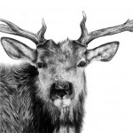 Фотореалистичные изображения животных, нарисованные карандашом