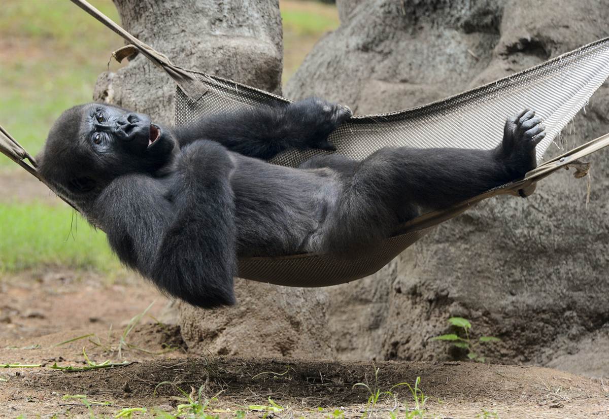 Шимпанзе в гамаке