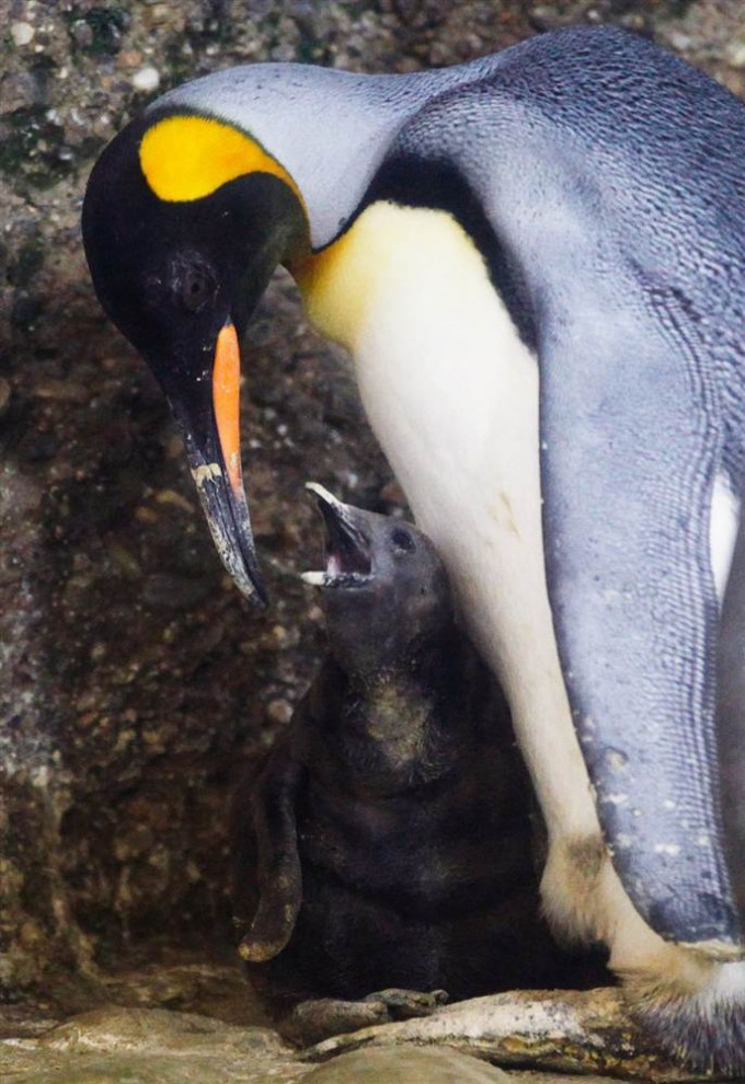 Королевский пингвин с птенцом