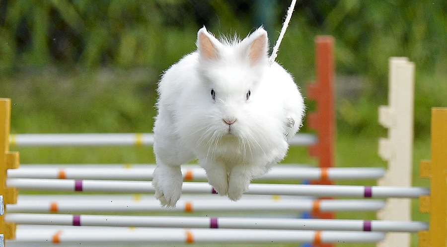 Cоревнования кроликов по бегу с препятствиями