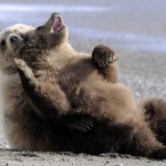 Учимся отдыхать, как медведи