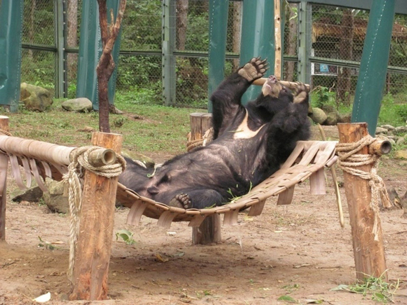 Медведи отдыхают