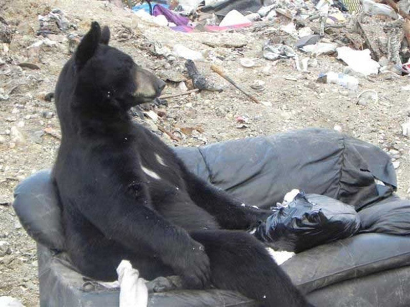Медведи отдыхают