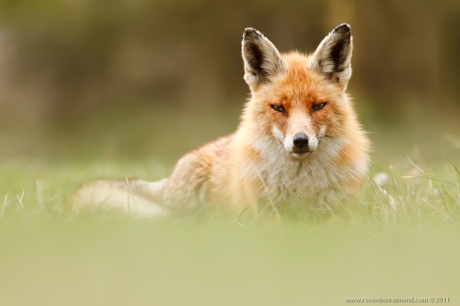 2. Roeselien Raimond – голландская рыжая лисица