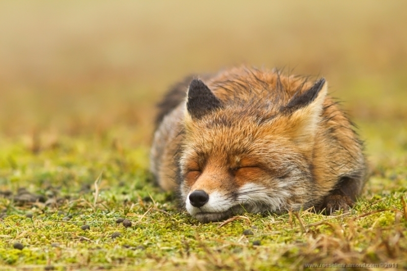 3. Roeselien Raimond – голландская рыжая лисица