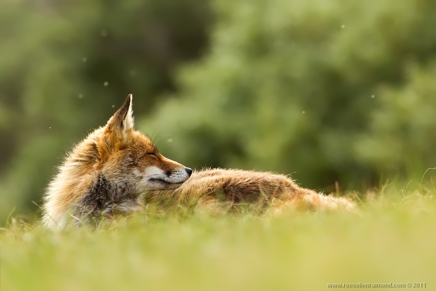 6. Roeselien Raimond – голландская рыжая лисица
