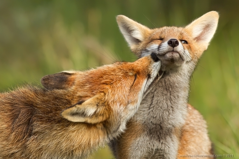 10. Roeselien Raimond – голландская рыжая лисица