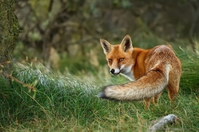 13. Roeselien Raimond – голландская рыжая лисица