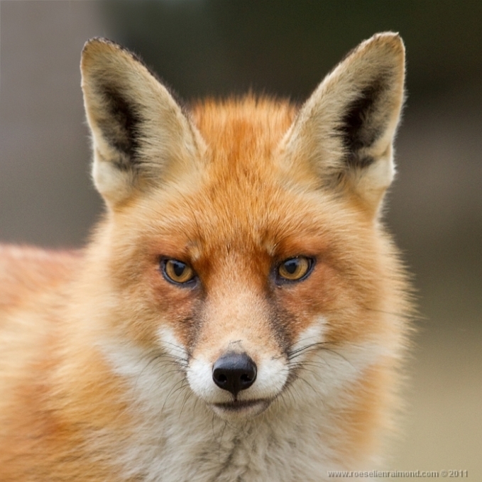 14. Roeselien Raimond – голландская рыжая лисица