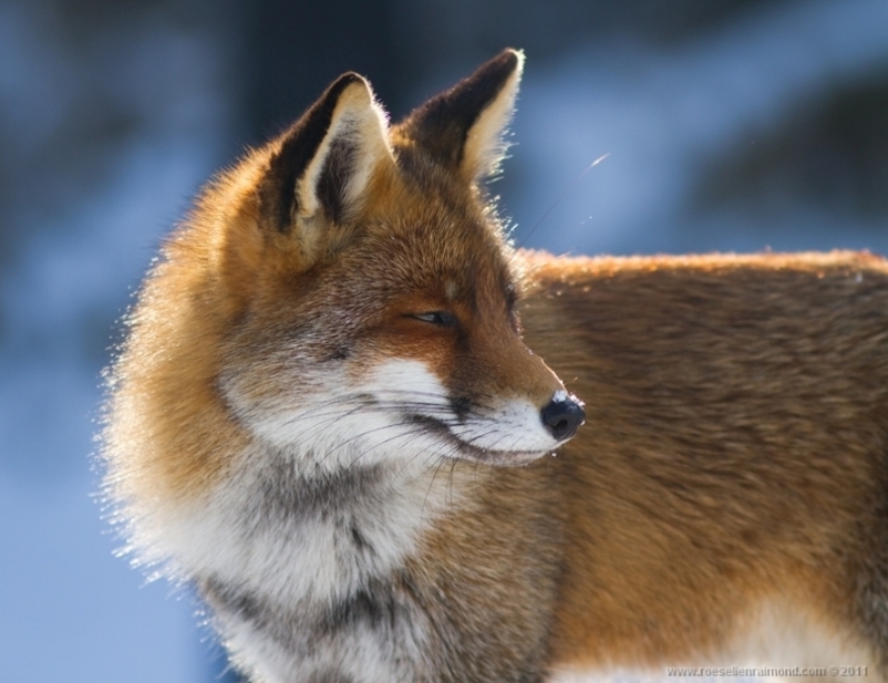 18. Roeselien Raimond – голландская рыжая лисица
