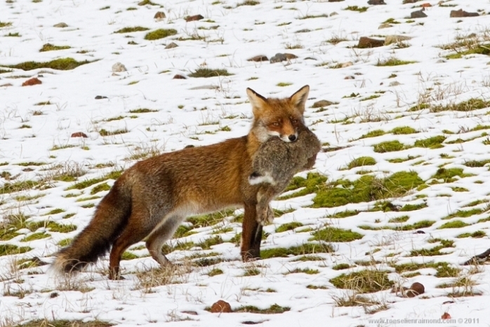 23. Roeselien Raimond – голландская рыжая лисица