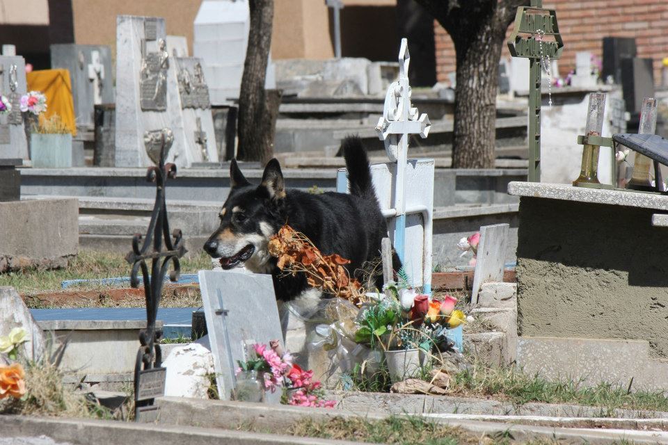 Собака живет на могиле хозяина