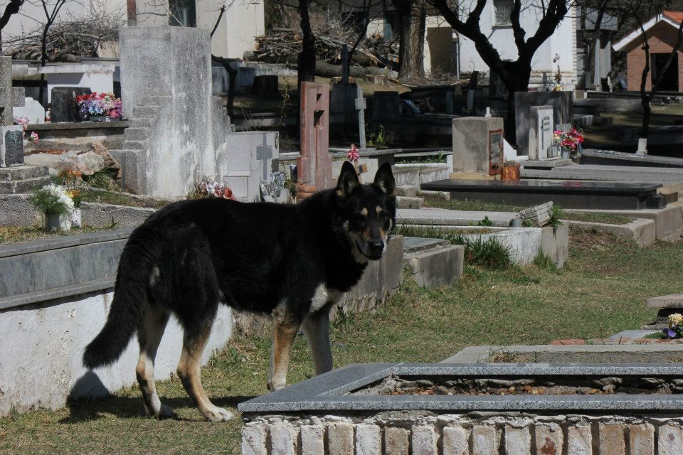 Собака живет на могиле хозяина